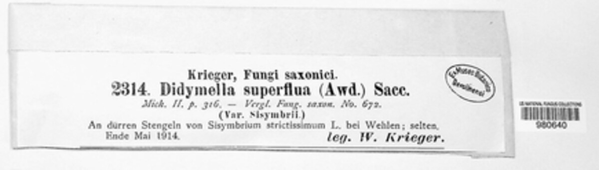 Mycosphaerella superflua image